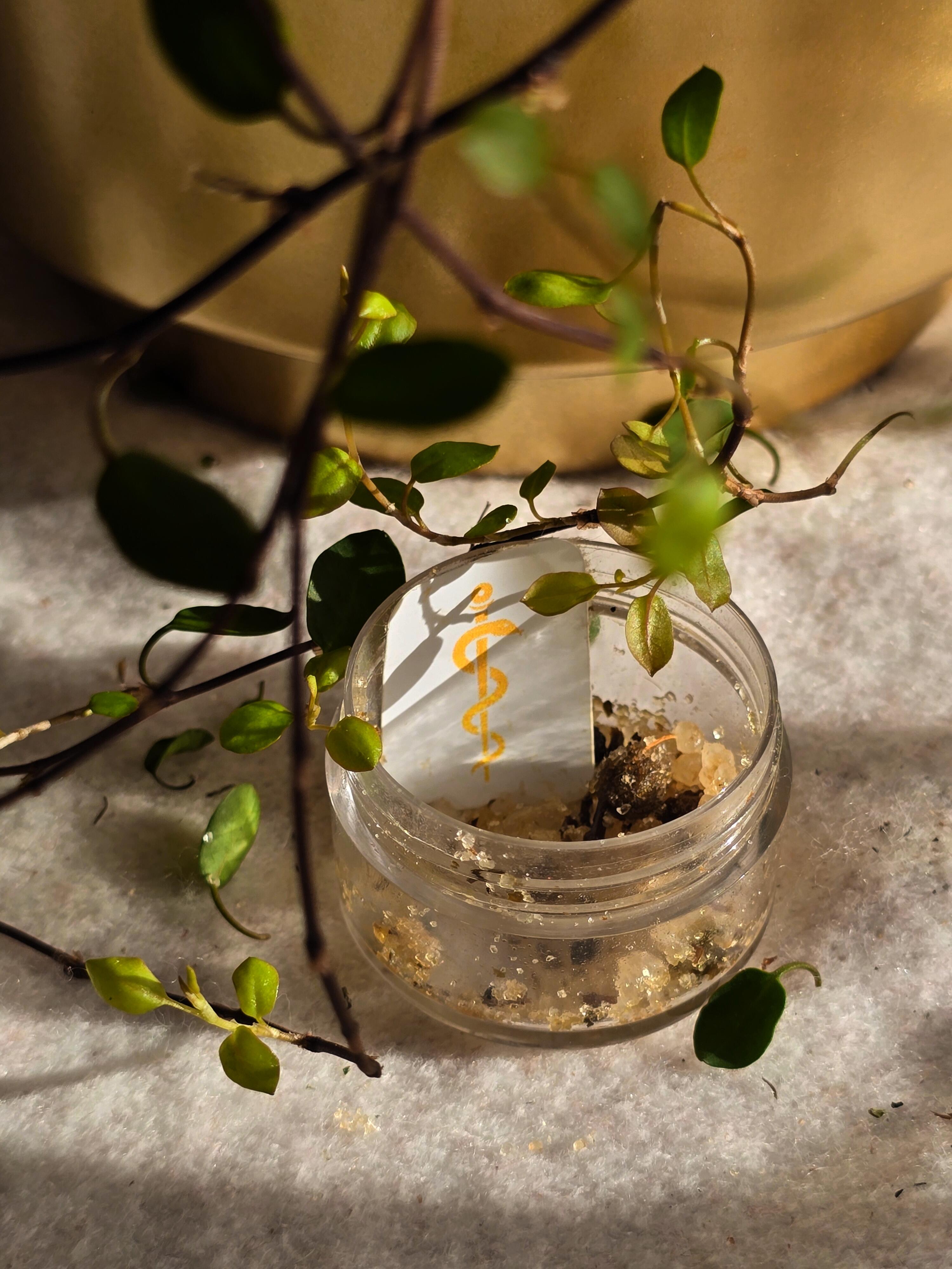 1730581022__sonofapollosalt__original