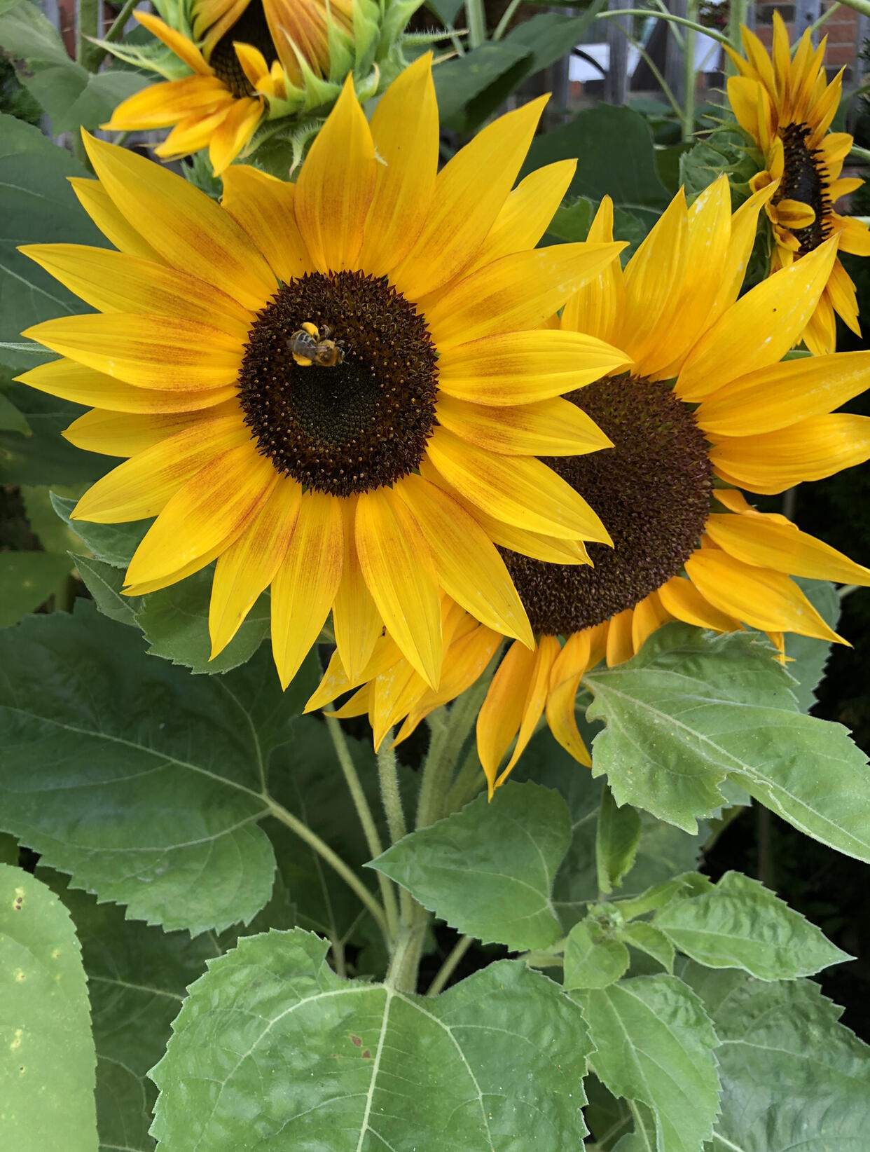 1680759414__e583279f-d681-4a5d-91ad-7262dad7ae2e__original