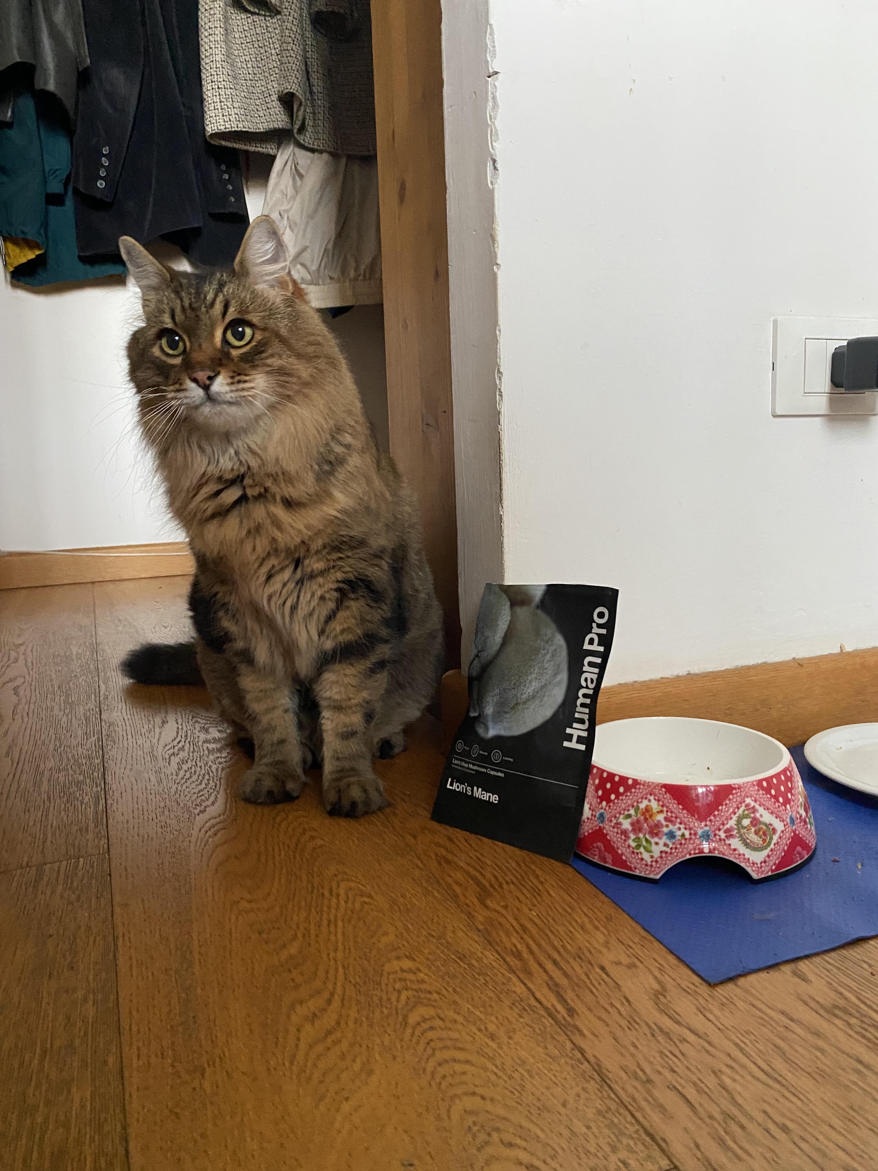 1761217131__1761217125670-img_2752__original