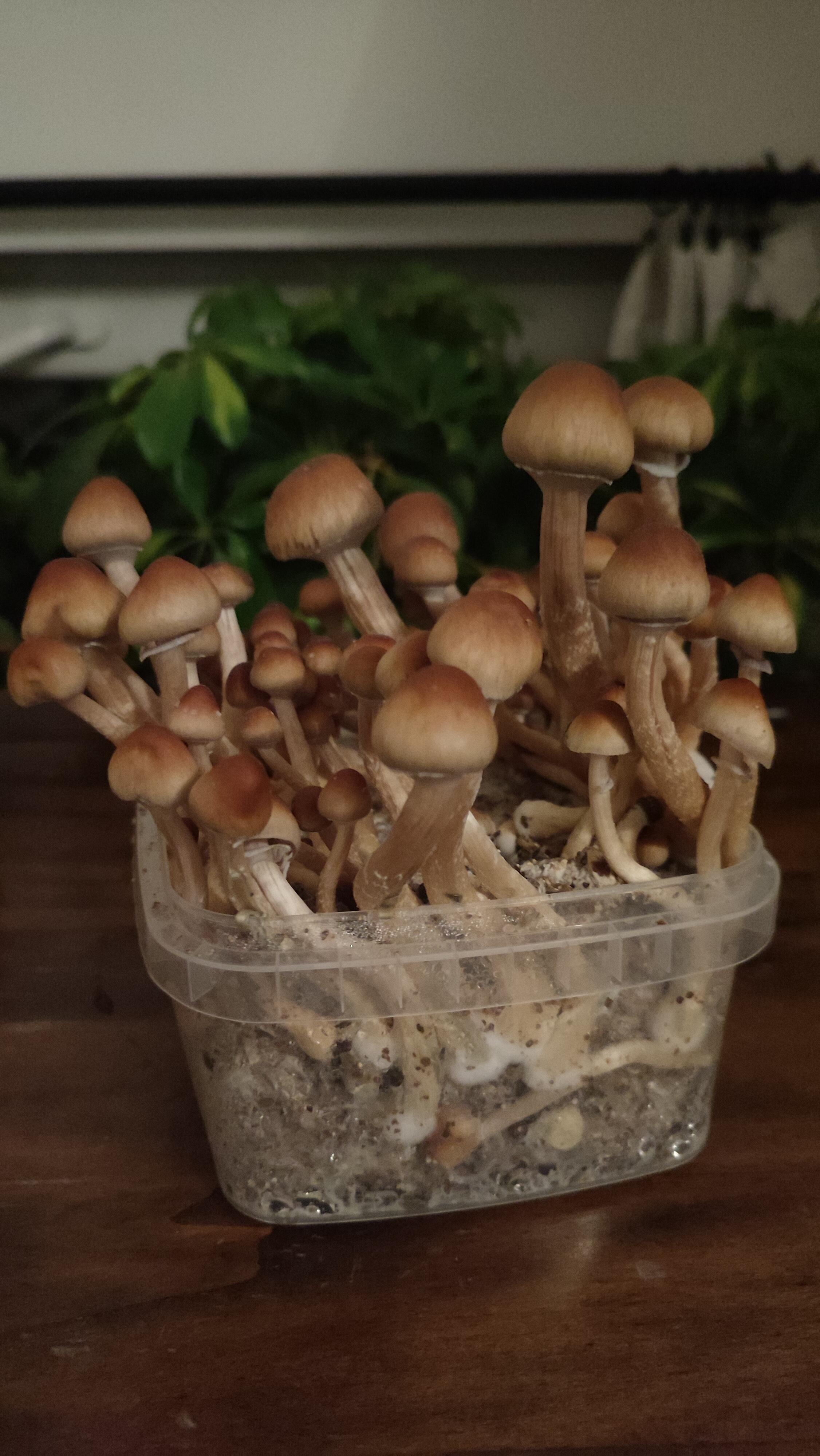 1761897786__1761897782948-img_20251029_220958__original