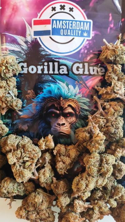 GORILLA-GLUE
