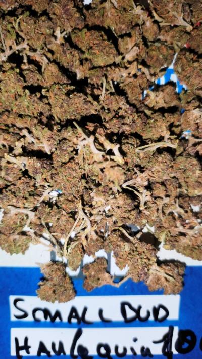 SMALL-BUD-HARLEQUIN-10GR